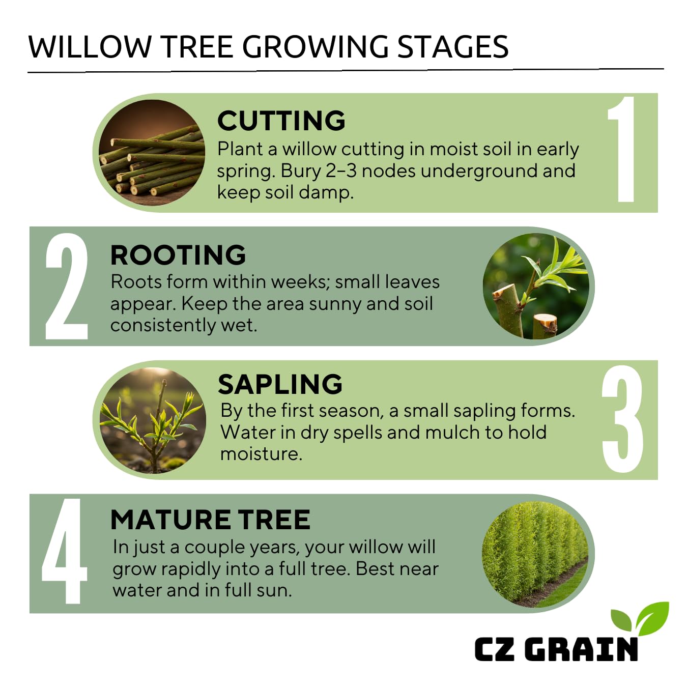 (One) Fastest Growing Tree in The World - Ready to Plant - One Live Aussie Hybrid Willow Tree Rooted Cut - Great for Fast Shade - 10 feet in First Year - Austree Hybrid Willow Privacy Tree