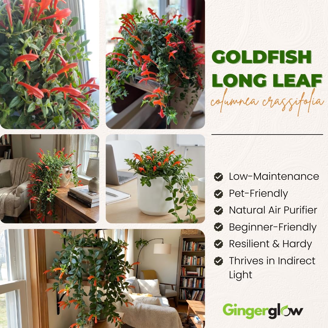 Traling Golden Fish Plant Live, 4-6 Inch Tall, Columnea Goldfish Plant with Long Foliage for Hanging Baskets or Indoor Display