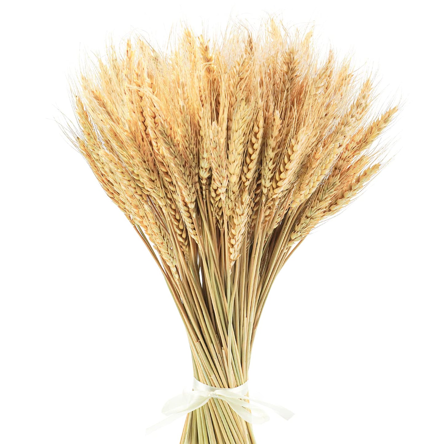Uieke 17.7 Inches Dried Wheat Stalks, 200 Stems Dried Flowers 100% Natural Wheat for Home Kitchen Wedding Party Table Centerpiece Harvest Wreath Boho Farmhouse DIY Decoration