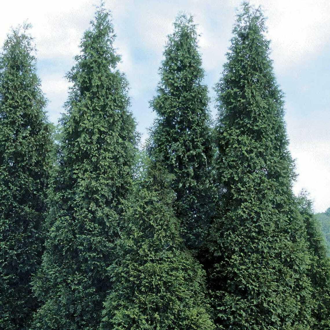 Live Plant - 10 Thuja Green Giant Arborvitae Trees/Shrubs, 6-12" Tall Live Plants, 2.5" Pots