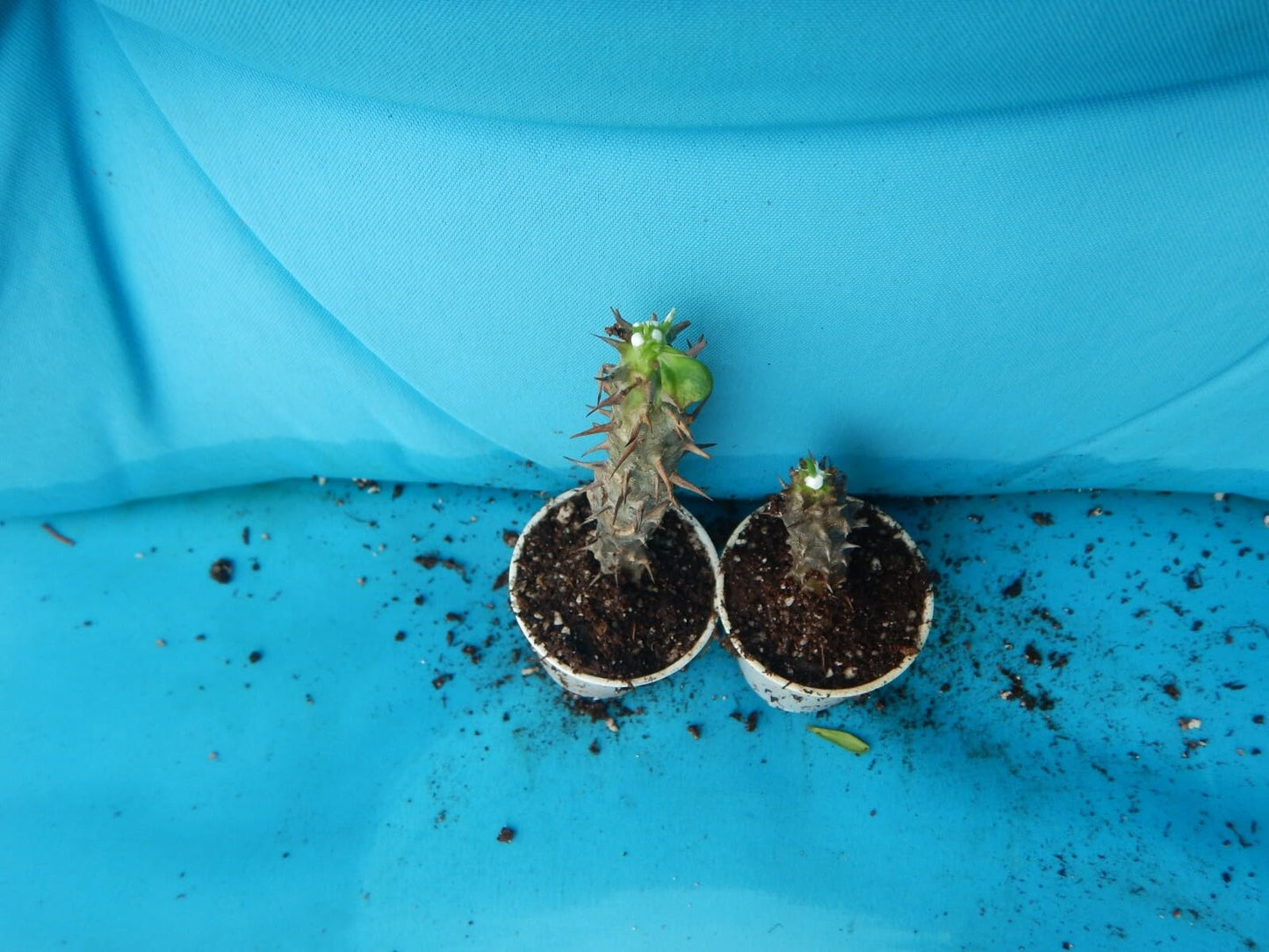 Live Plant - SAB SOTHORN Crown of Thorns-Euphorbia Milii Christ Plant Starter Plant