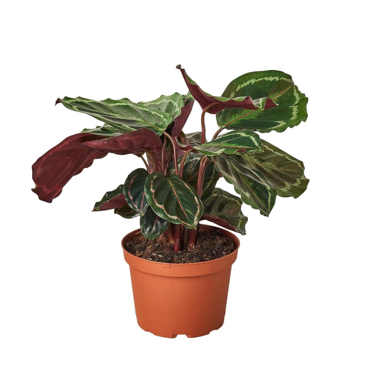 6 Pack Calathea Roseopicta 'Medallion' in 6in Pot - Live Plants Tropical Houseplants | Variegated | USA Growers | The Snobby Leaf