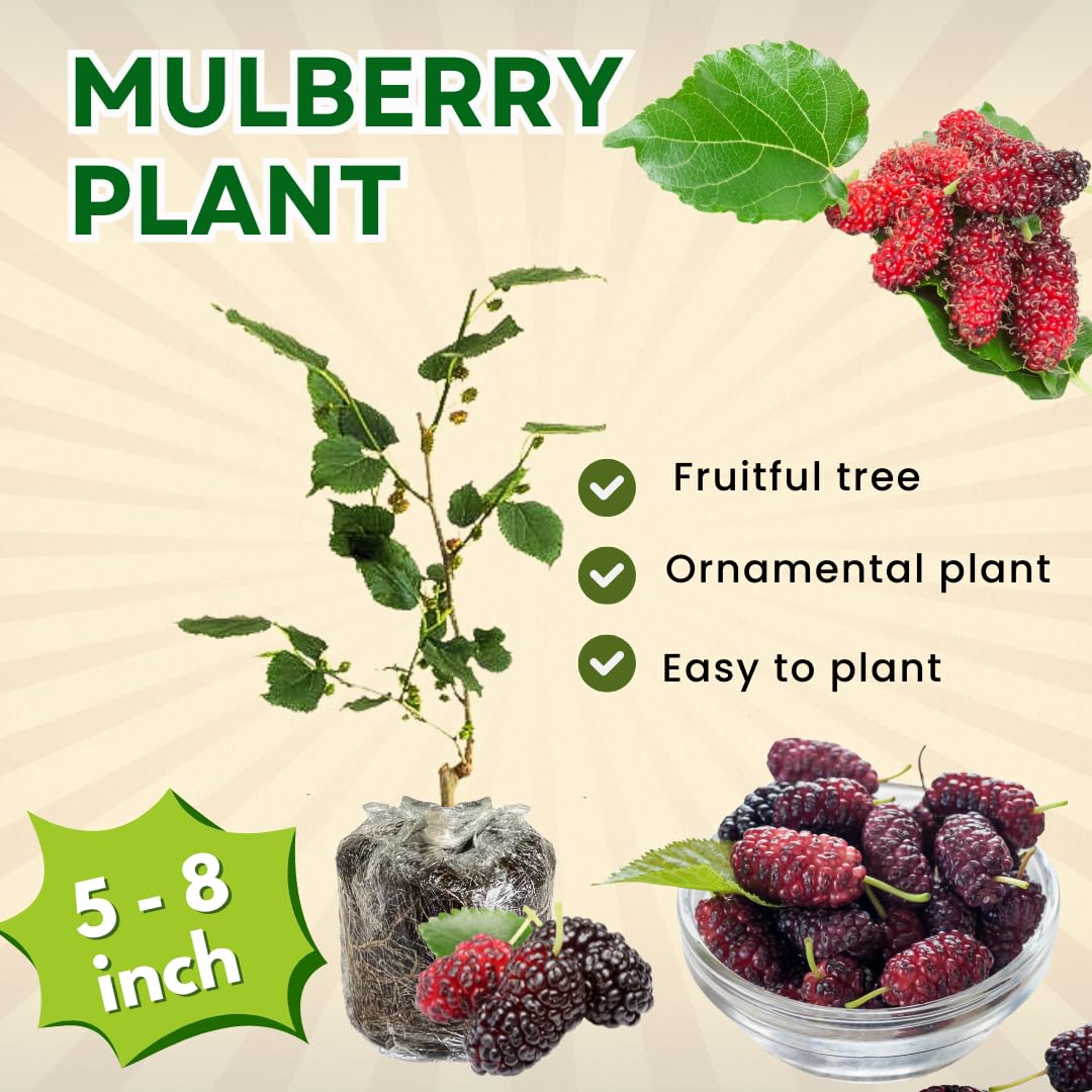 Pack 2 Mulberry Tree Live Plant for Growing 5 to 8 Inch Tall, Everbearing Mulberry Bush Live Plant, Mulberry Plant Live Home Garden (Red Mulberry)