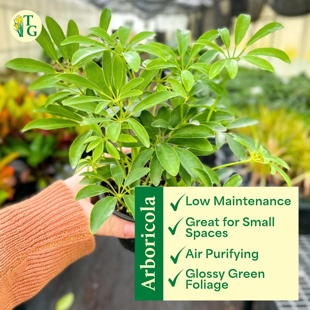 Thorsen's Greenhouse Live Arboricola Umbrella Tree Plant, Schefflera Arboricola, Natural Air Purifier, Easy to Grow, Live Indoor Houseplant, 4-inch Diameter (Sage)