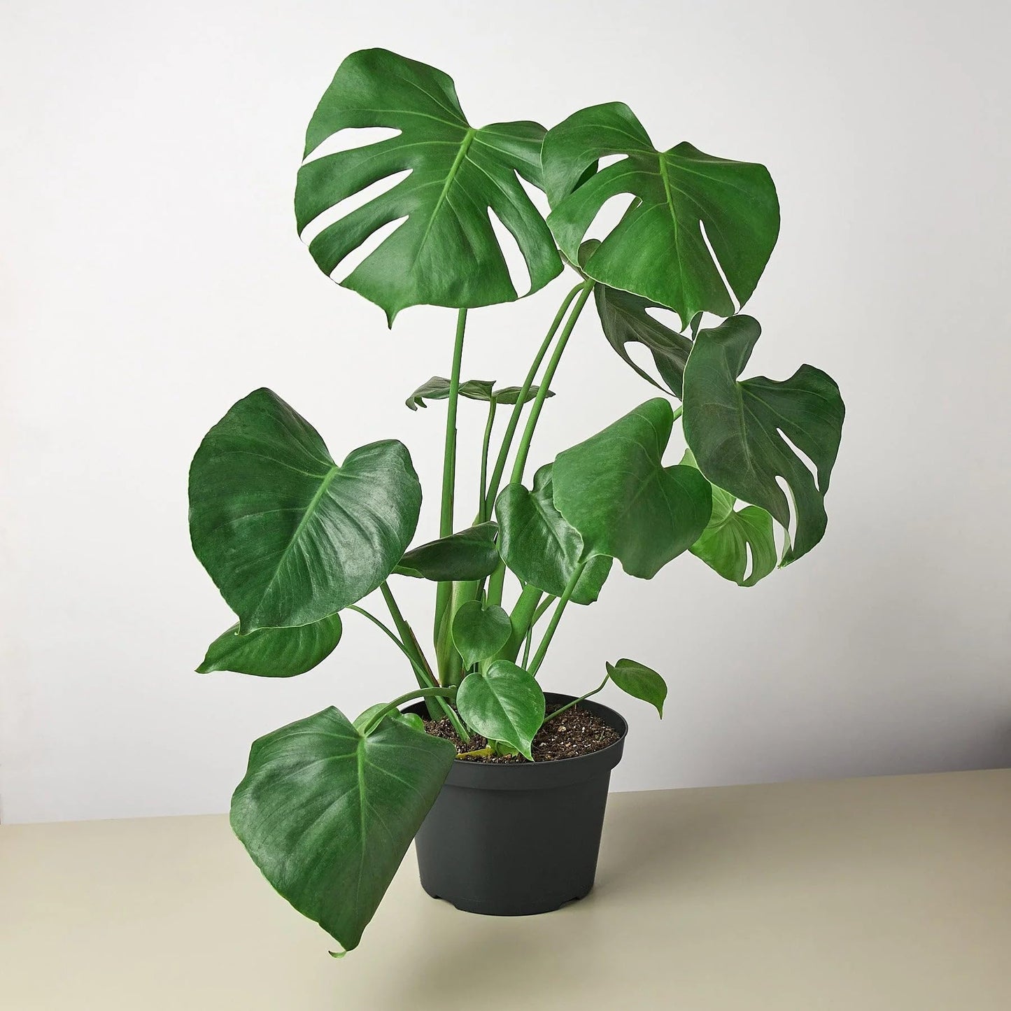 5 Pack Philodendron Monstera Split-Leaf in 6in Pot - Live Plants Tropical Houseplants | Variegated | USA Growers | The Snobby Leaf