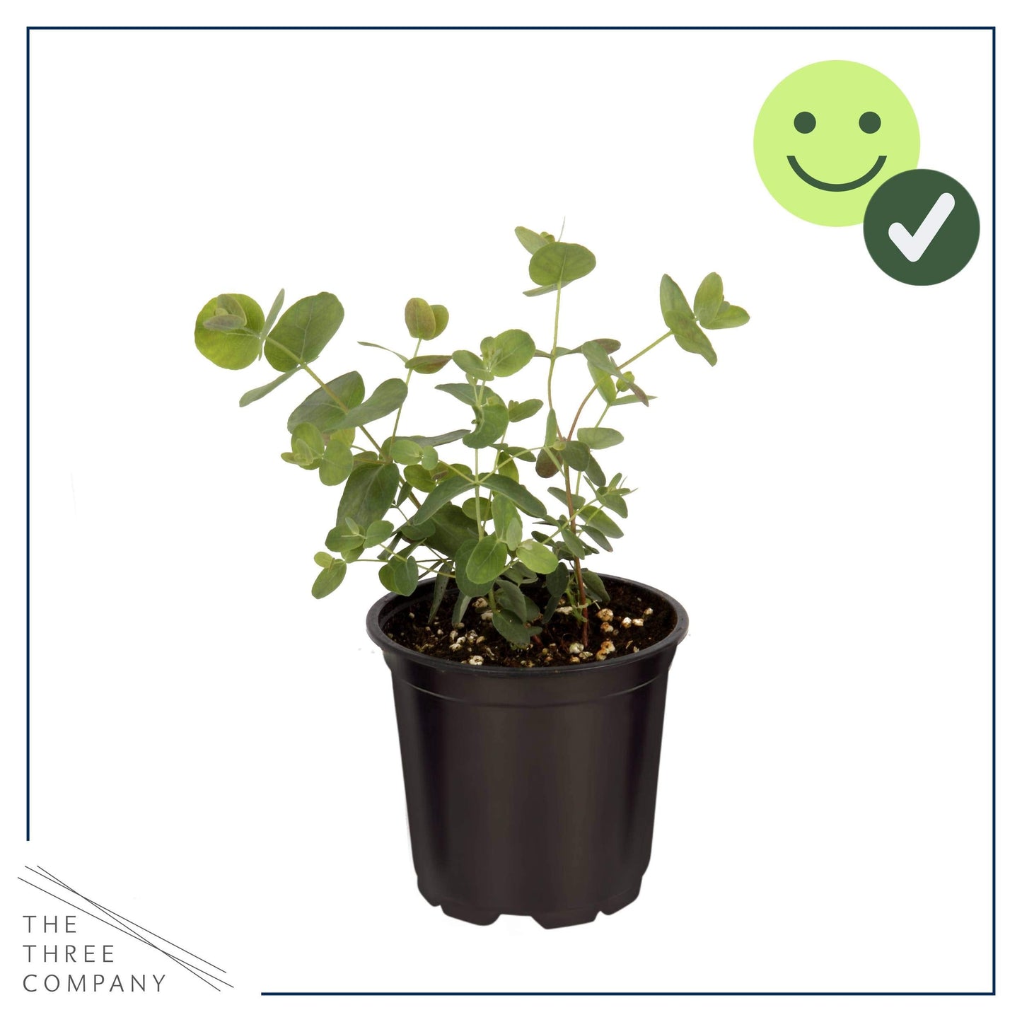 Live Aromatic and Healthy Herb - Eucalyptus (6 Per Pack), Assorted Varieties - Natural Air Purifier, 8" Tall by 3" Wide in 1 Pint Pot