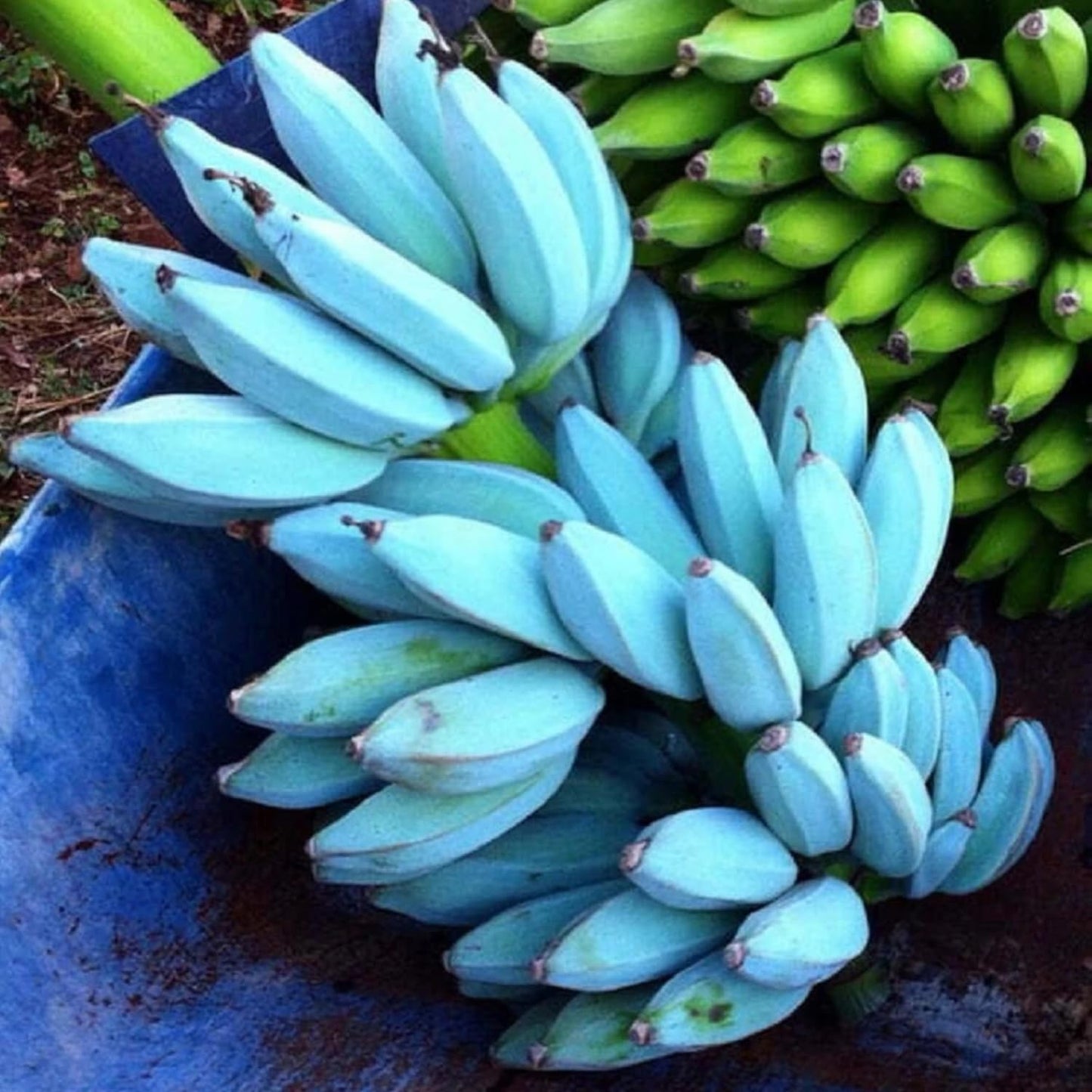 Banana Plant Live, Ice Cream Blue Banana Tree Live Plant, Hardy Banana Fruit Seedling 4 to 8 Inch Tall, Indoor Outdoor