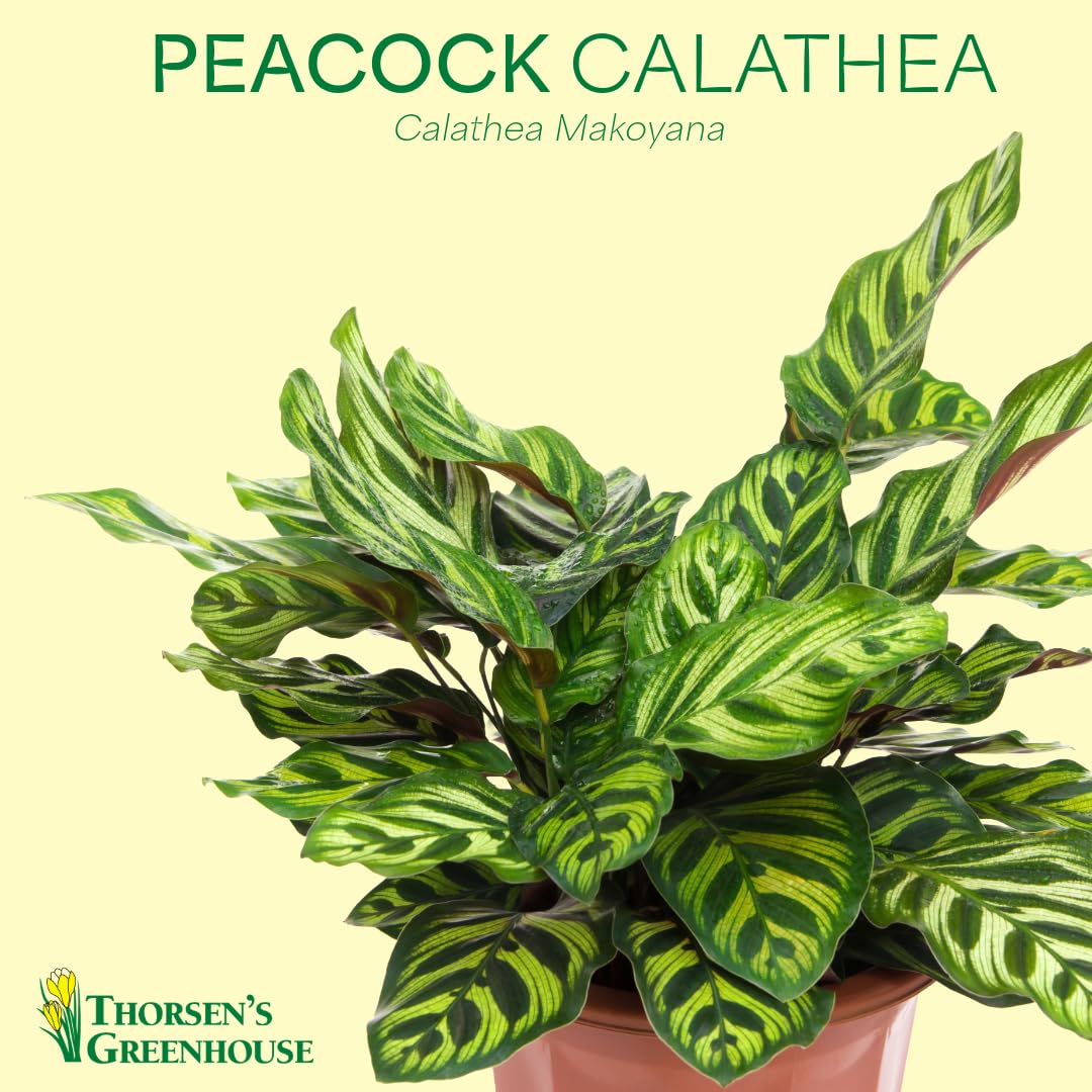 Thorsen's Greenhouse Peacock Calathea, Live Indoor Plant, Safe for Pets, Colorful Foliage, Rare Variety, Peacock Plant, 4" Diameter (Lavender)