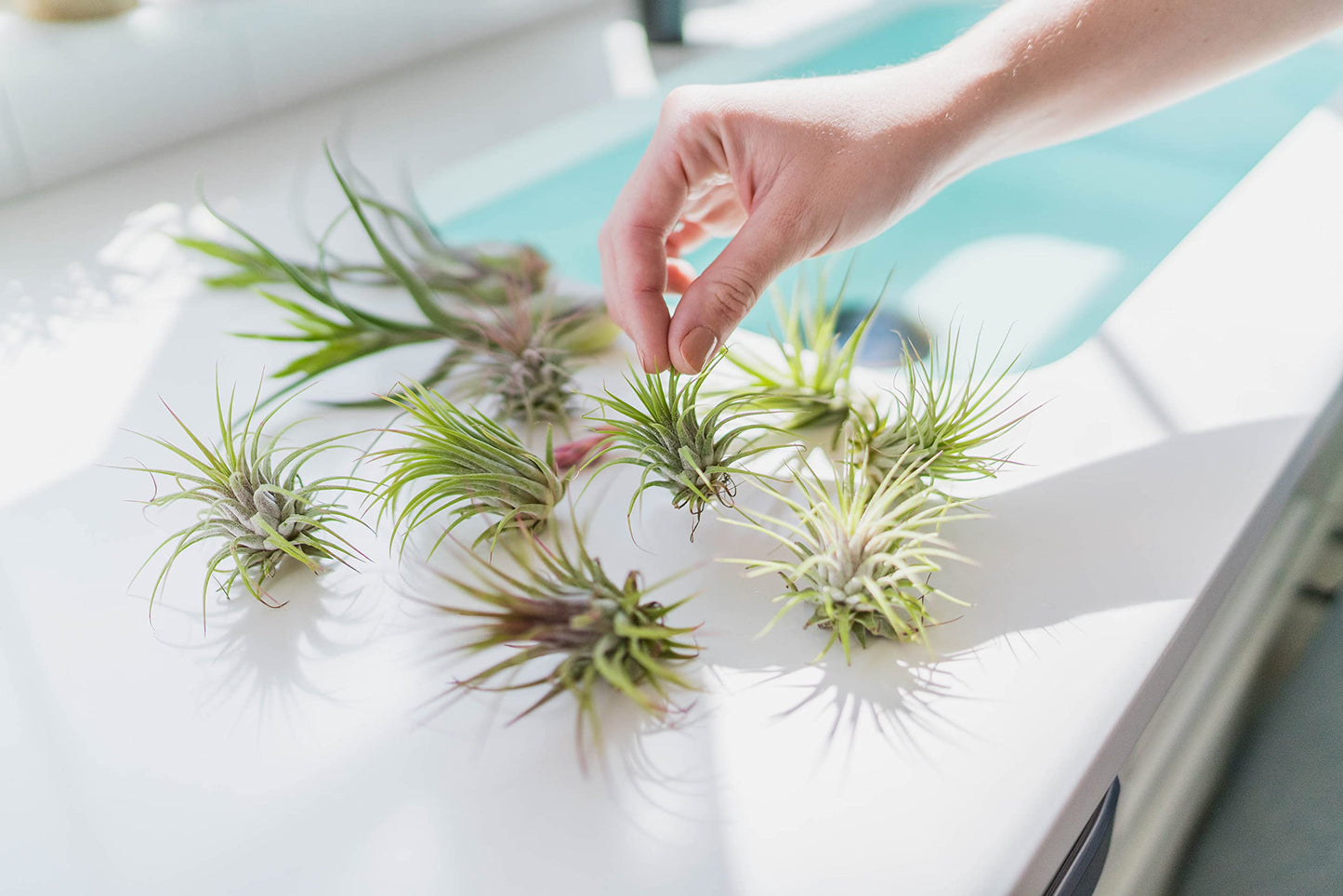 Ionantha Guatemala Air Plants - Choose Your Custom Quantity - Live Tillandsia - Easy Care House Plants - 30 Day Guarantee