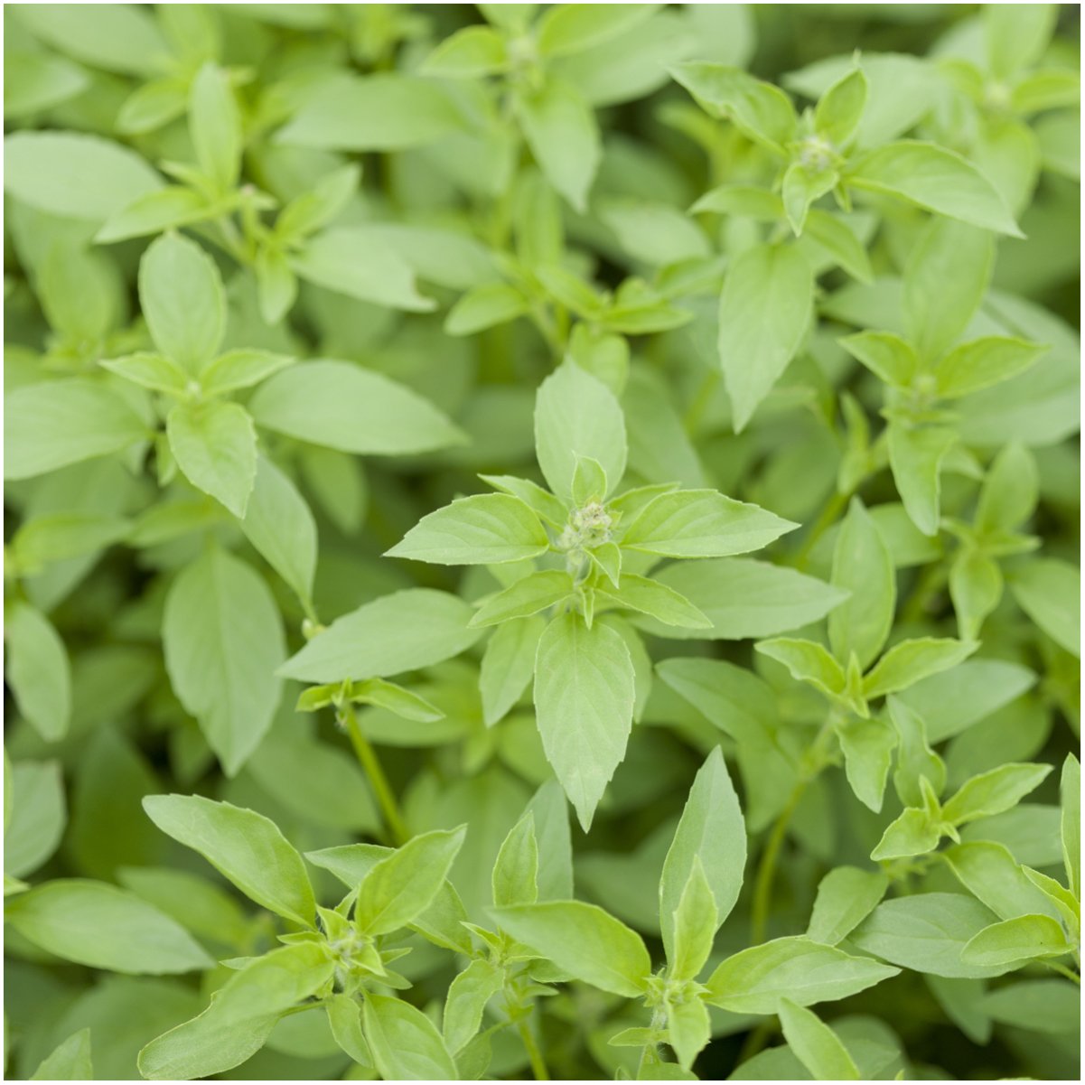 Seed Needs Culinary Basil Herb Seed Packet Collection (8 Individual Basil Seed Varieties for Planting) Non-GMO & Untreated Kitchen Herbs to Plant Indoors/Outdoors