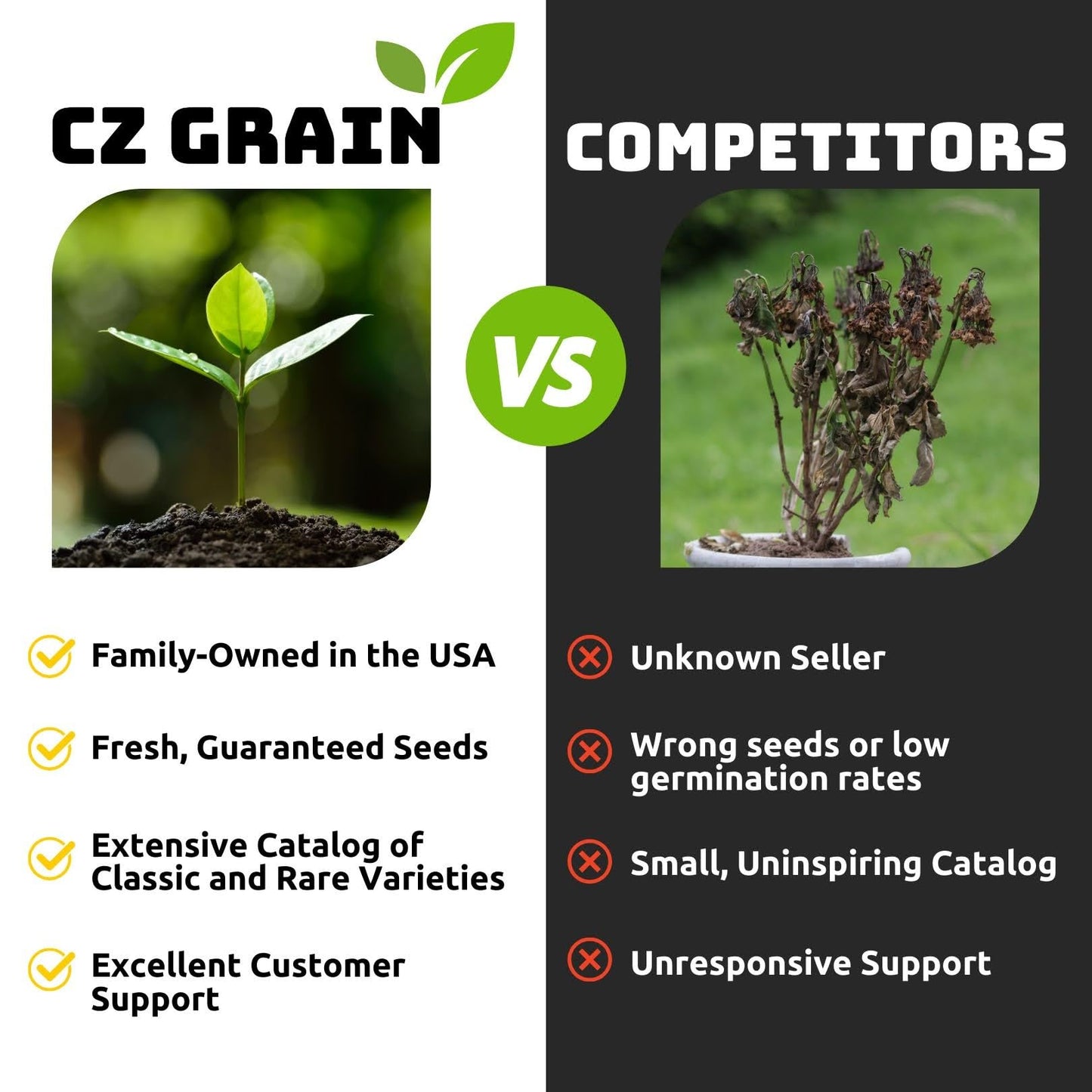 Pink Party Daffodil Bulbs for Planting (10 Bulbs) – Double Pink and White Spring Flowers, Fragrant Perennial Narcissus for Garden Beds, Borders & Containers, Easy-Grow Fall Planted Bulbs