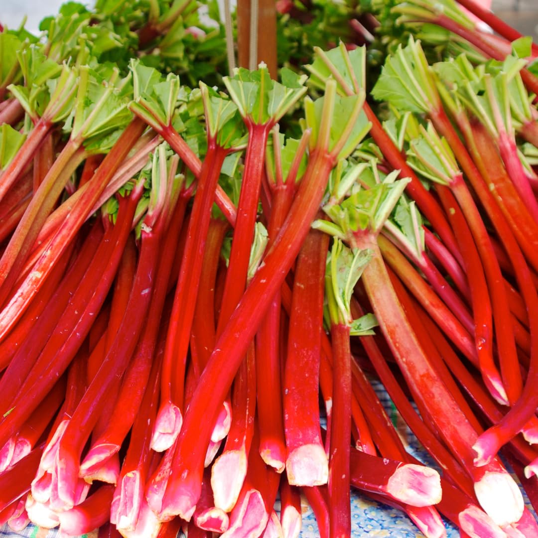 5 Rhubarb Roots for Planting, Crown Rhubarb Rhizomes Perennial Vegetable Plants, Cold Hardy Garden for Outdoor Growing