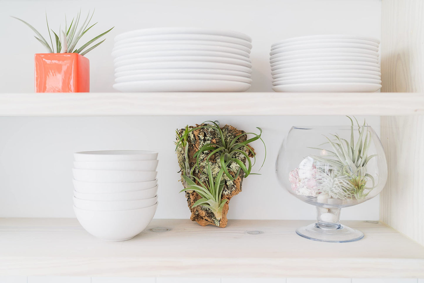 Air Plants Bulbosa Guatemala - Live Succulent House Plants - Available in Wholesale and Bulk - Home and Garden Decor - Easy Care Indoor/Outdoor Air Plant (Pack of 3)