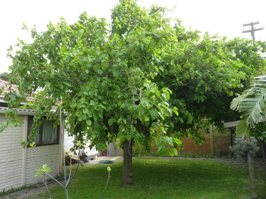 Healthy Starter Live Plants of White Mulberry Tree (Morus Alba) - Beautiful All Year Round - USDA Zones 4 to 8 (1 X Plant)
