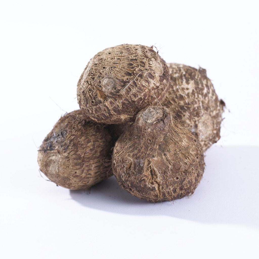 Van Zyverden Elephant Ears Kona Coffee Flower Bulbs