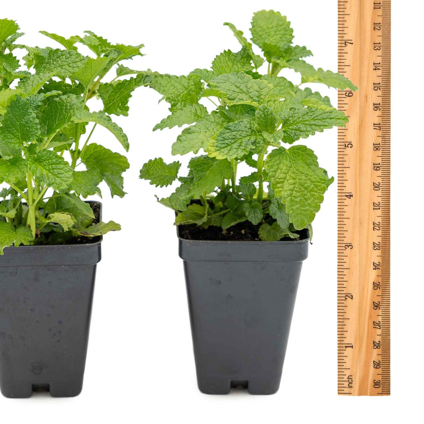 2 Lemon Balm Plants in Cubes | Live Aromatic Culinary Medicinal Herb with Lemon-Scented Foliage | Fast-Growing Perennial Shrub for Teas, Pollinators, Containers & Gardens (Melissa officinalis)