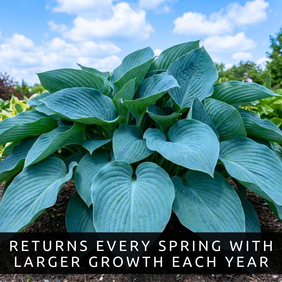 Blue Angel Giant Hosta Plant for Growing - Perennial Shade Plant - Large Blue Green Foliage - Easy to Grow Outdoor Landscaping Garden Border Plant