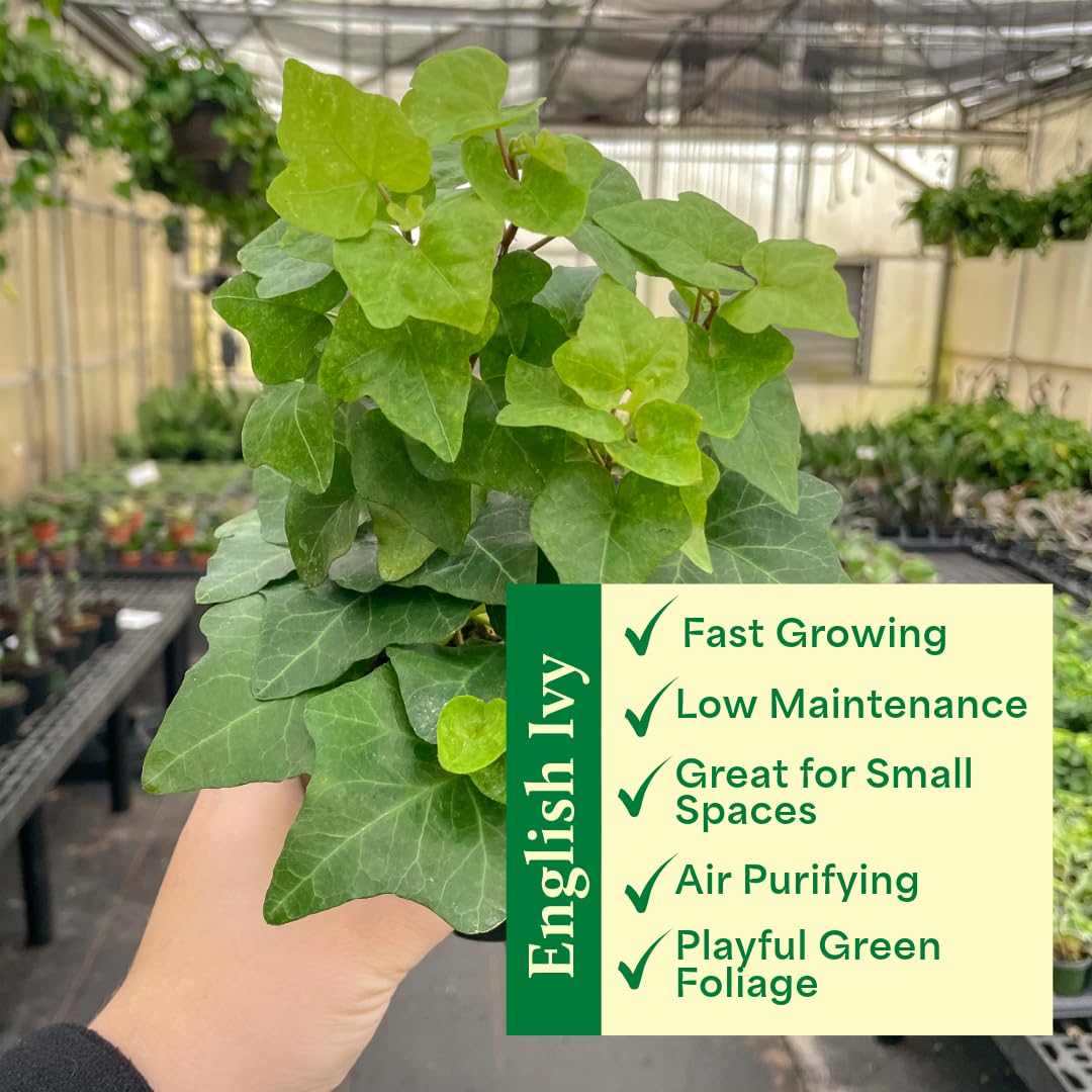 Thorsen's Greenhouse Green English Ivy Plant, Hedera Helix, Trailing Plant, Live Indoor Plant, 4" Diameter Pot, Black Hanging Pot