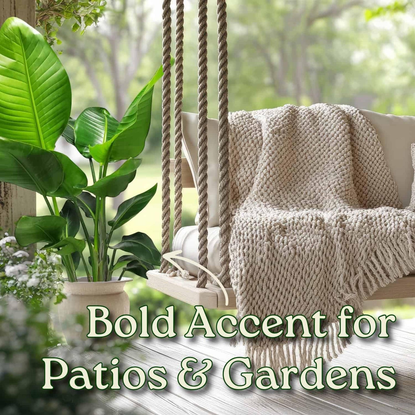 White Bird of Paradise Plant - Live Tropical Foliage Plant - Overall Height 30" to 36" - Tropical Plants of Florida (Plant + Fertilizer)