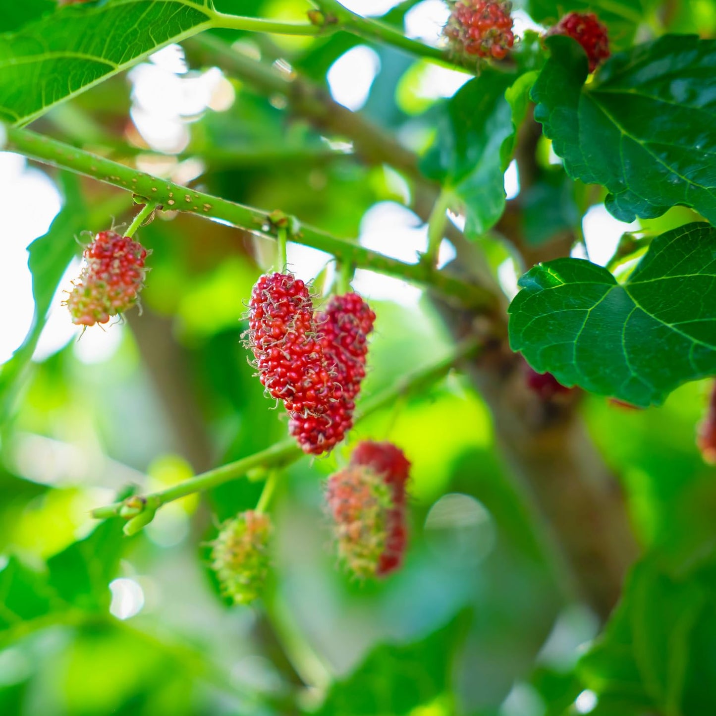 2 Red Mulberry Plants Live, 5-9 Inch Tall, Mulberry Fruit Trees Live Plants, Mulberry Seedlings