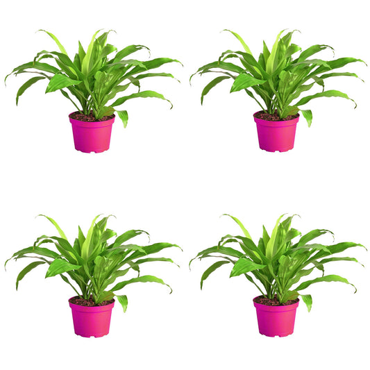 4 Pack Dracaena 'Lime Light' in 6in Pot - Live Plants Tropical Houseplants | Variegated | USA Growers | The Snobby Leaf