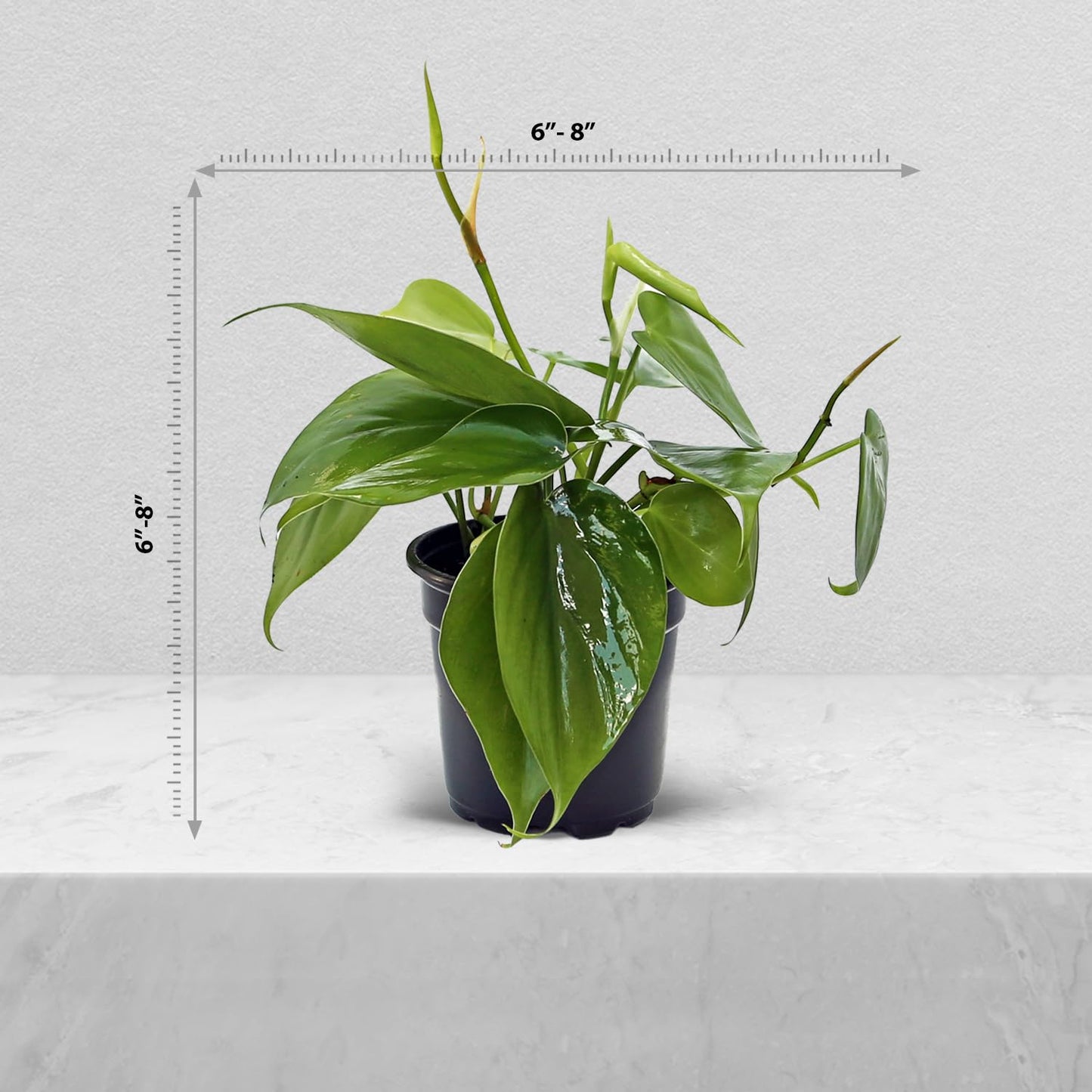 8 Pack Live Heartleaf Green Philodendron, Philodendron Hederaceum, Potted Houseplant, Gardening Gift, Birthday Gift, Sympathy Gift, Plant Lover Gift in 4" Pot