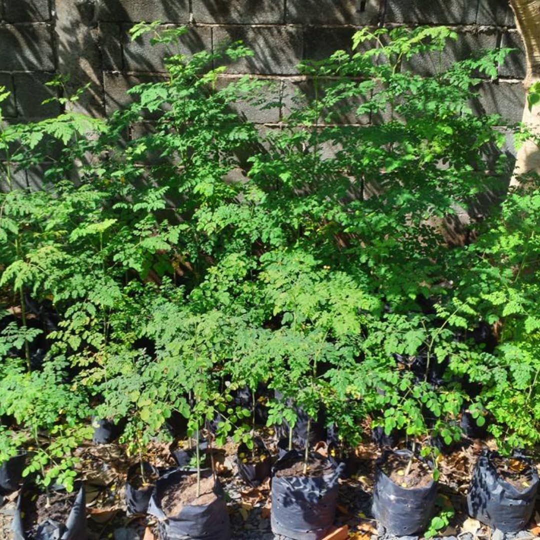 Moringa Oleifera Live Trees Plants in One Pot, 6-10" Tall, Drumstick Horseradish Malunggay Trees Herb, Zones 9-11, 8 Months Old Seedling Tree