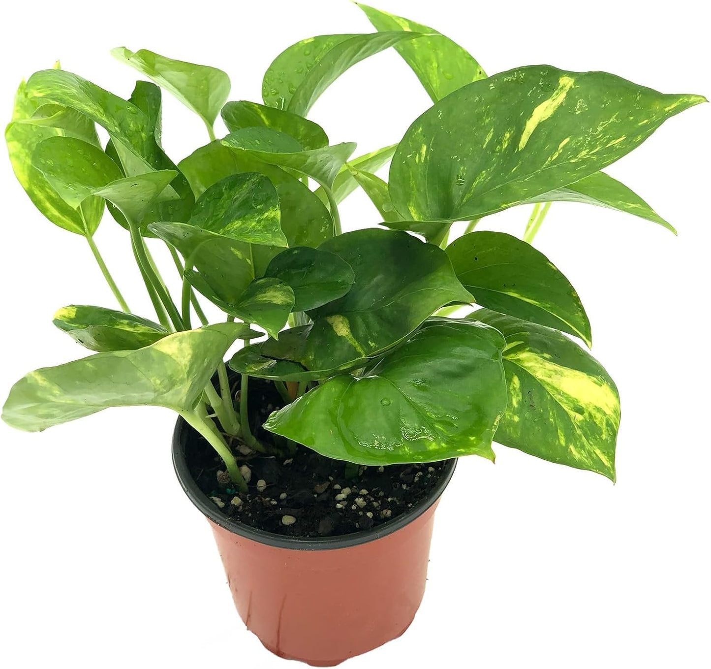 Live Snake Plant & Pothos Plant Bundle - Epipremnum aureus Golden Pothos and Snake Plant Sansevieria Superba Trifasciata - ragnaroc Tropical Plant 5-8” Tall - 2ct Live Arrival Guaranteed