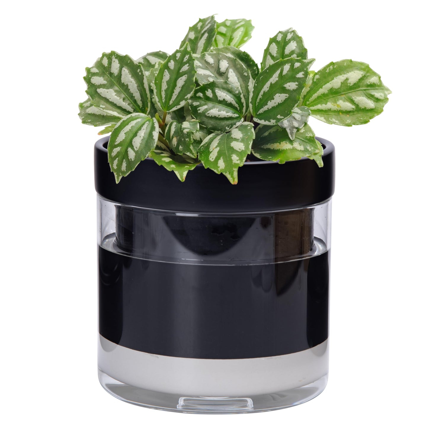 Phoenix Vine 6 Inch Self Watering Terracotta Planter, Black Terracotta Clay Pot with Glass Reservoir for Indoor Plants, Herbs, Flowers, Set of 1, 52-C-F-1