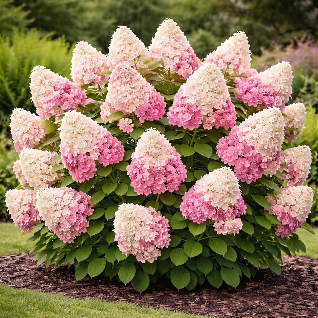 First Editions® Vanilla Strawberry™ Hydrangea Plug – Hydrangea paniculata ‘Renhy’ Starter Plant, Color-Changing White to Pink Blooms, Hardy Flowering Shrub for Garden & Landscape (1)