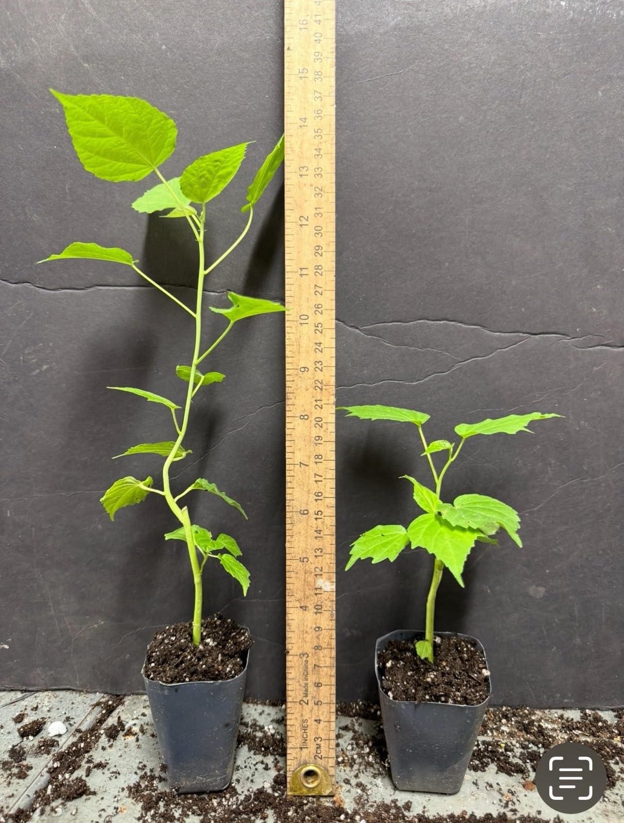 Live Plant - Luna White Hibiscus moscheutos-Small Rooted Starter Plant-Huge 8-10” Blooms