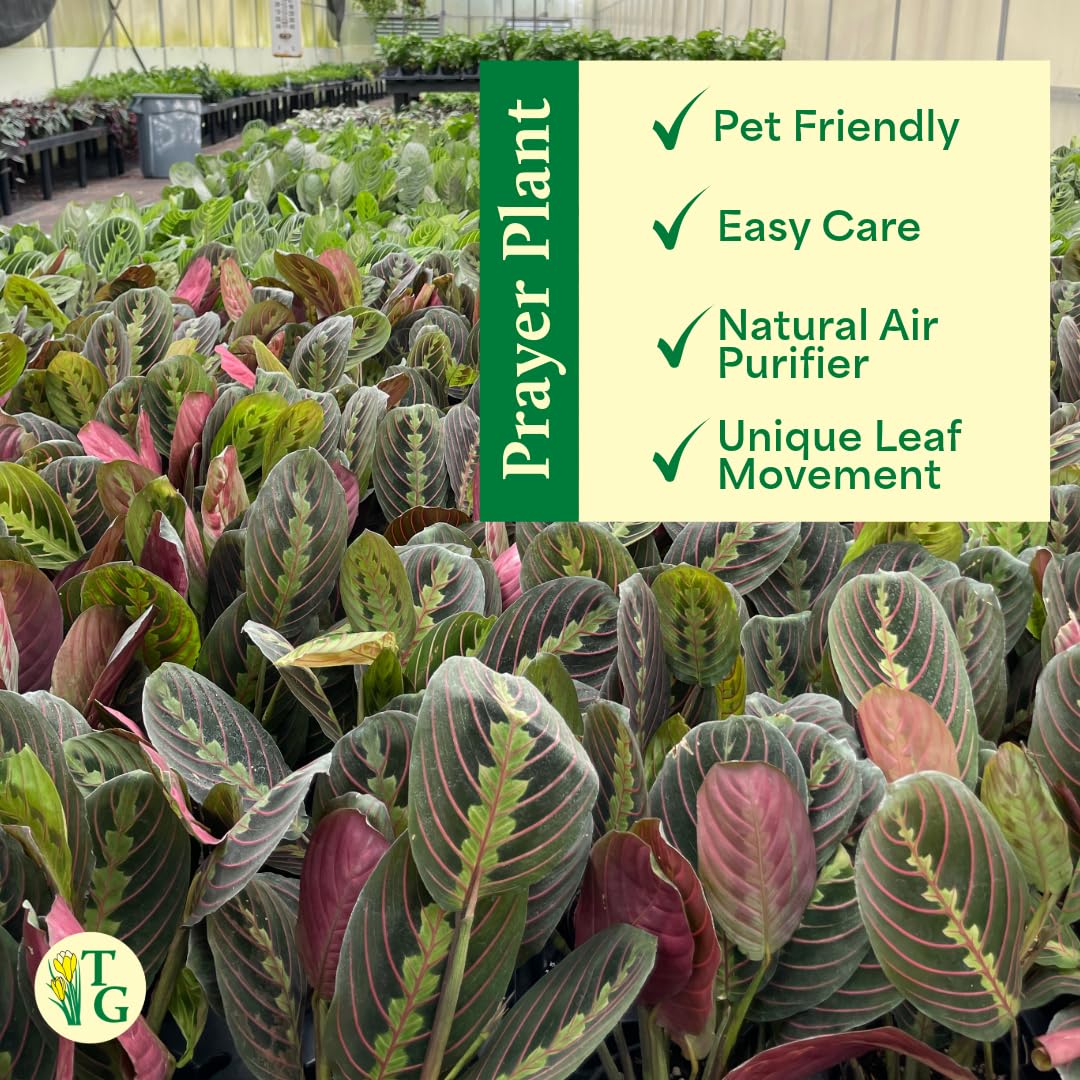 Thorsen's Greenhouse Red Prayer Plant, Live Indoor Plant, Pet Friendly, Popular Houseplant, Red Maranta, Easy to Grow, 4" Diameter Pot (Sage)