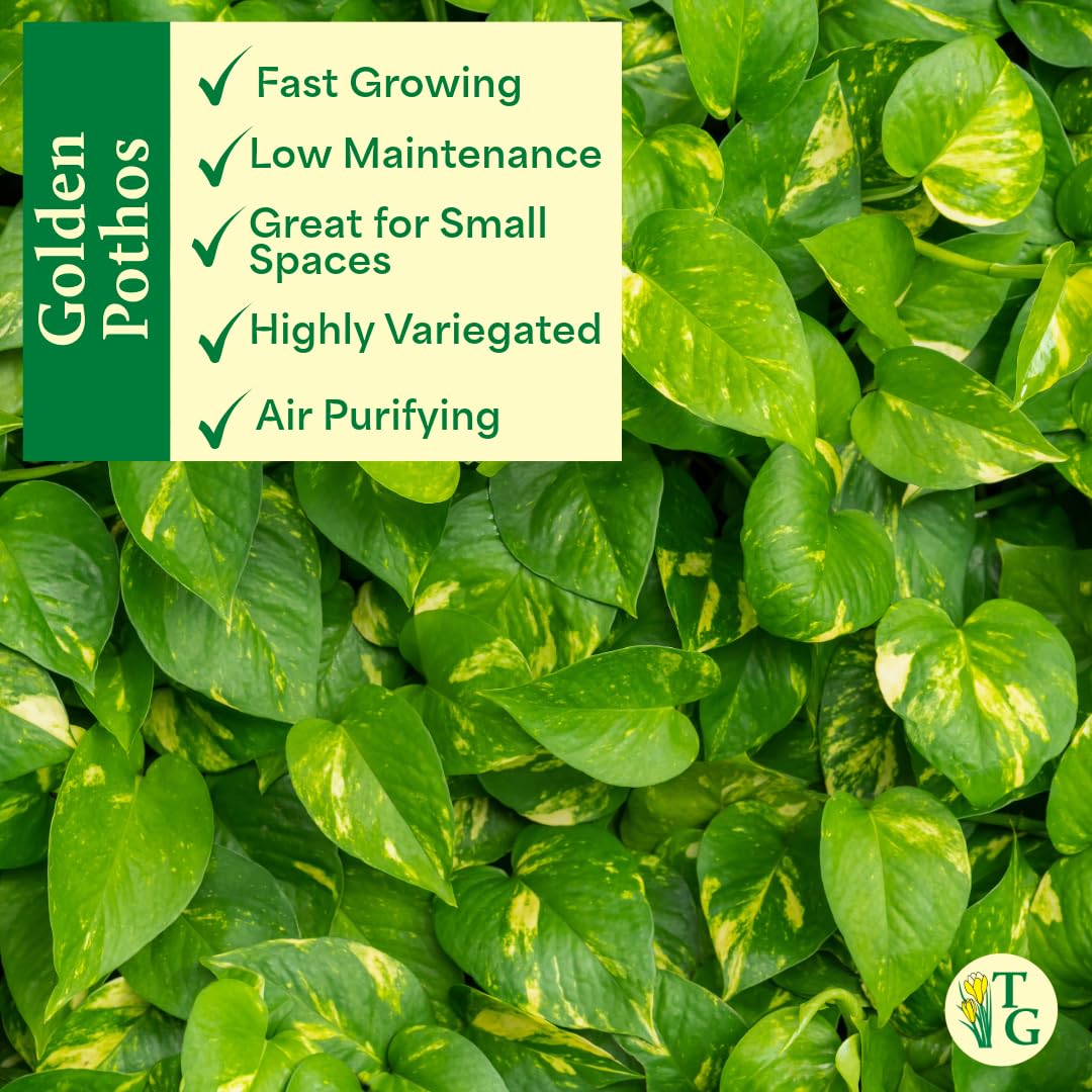 Thorsen's Greenhouse Golden Pothos, Live Indoor Vining Plant, Easy to Grow, Variegated Houseplant, Natural Air Purifier (Nursery Pot, 6-inch Pot)