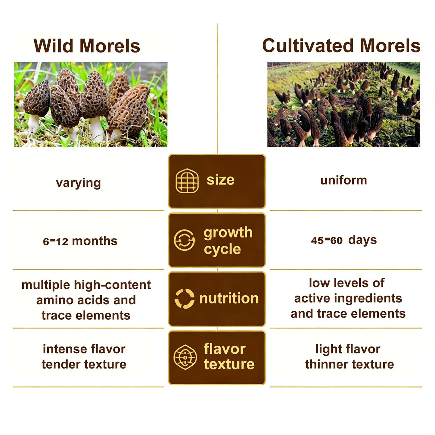 VIGOROUS MOUNTAINS Premium Dried Wild Morel Mushrooms 2oz, Wild Harvested, Earthy Flavor & Rich Umami-Perfect for Gourmet Cooking, Soups, Pasta & Risotto (56.7g)