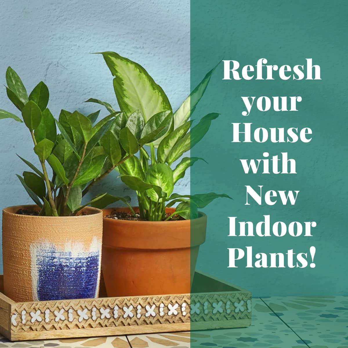 House Plant Shop | Aralia 'Ming Stump Plant' - 6" Pot | Live Indoor Plant | Easy to Care | Natural Décor Plant | Great Gifts| Free Care Guide