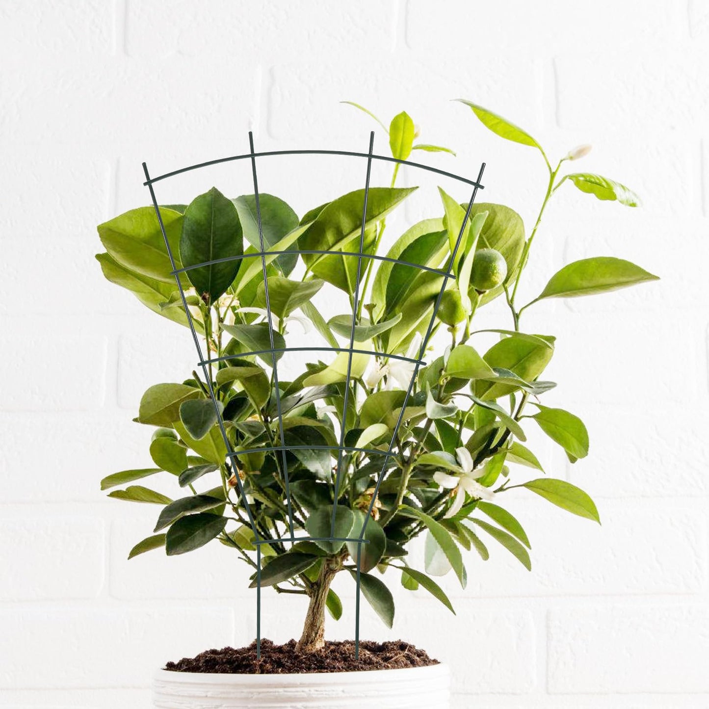 Anneome Garden Trellis Plant Climbing Stand for Potted Plants Metal Vine Climbing Support Rack for Outdoor Garden Sturdy and Flowers
