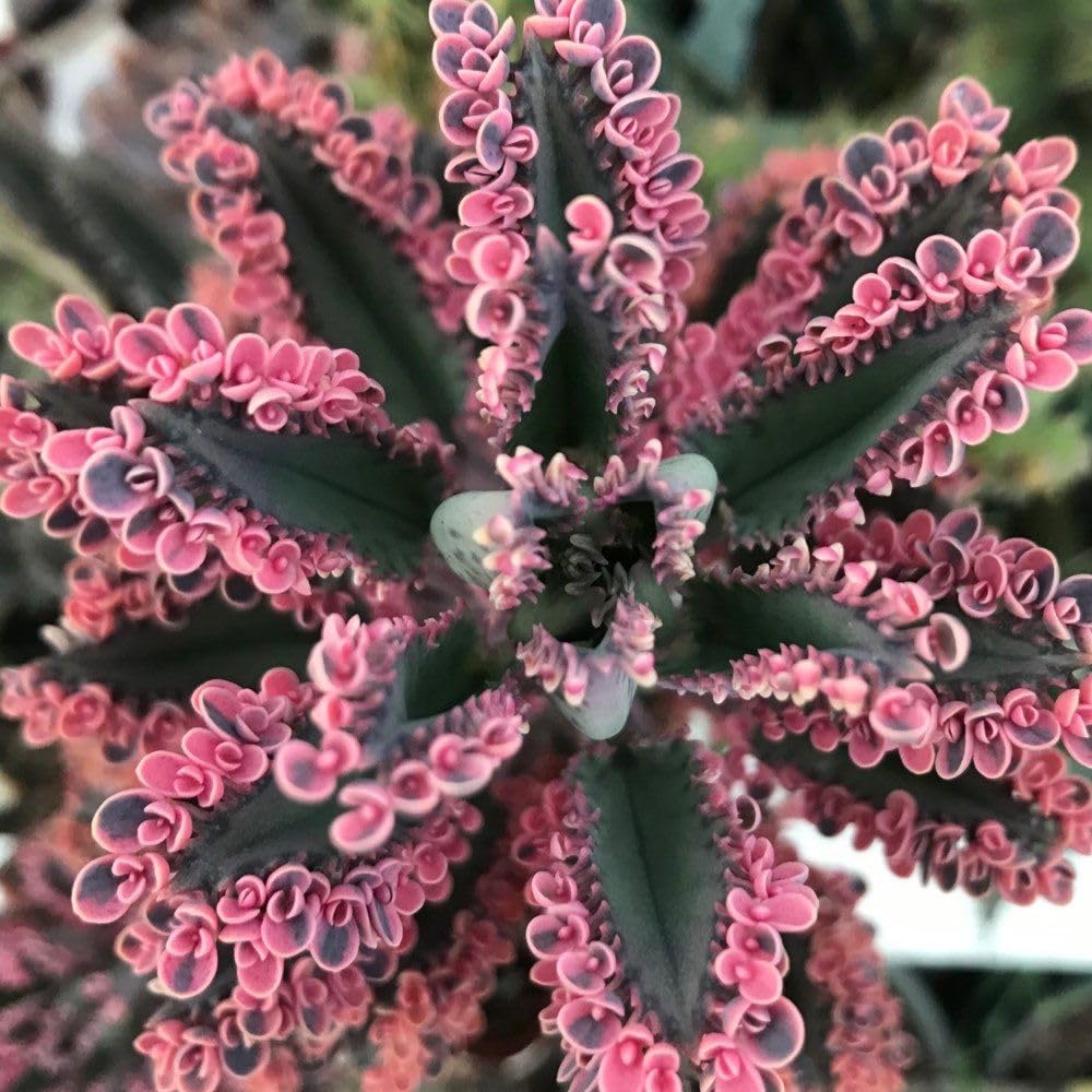 2 Kalanchoe Pink Butterfly Plants Live, Kalanchoe Live Plant, in 2 Inch Pot, Pink Kalanchoe Succulent Mother of Thousands