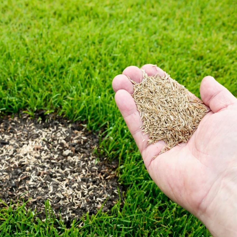 Zoysia Grass Seeds for Lawn, 20000 Seeds Count, Zoysia Seeds Lawngrass to Grow Backyard Home Garden