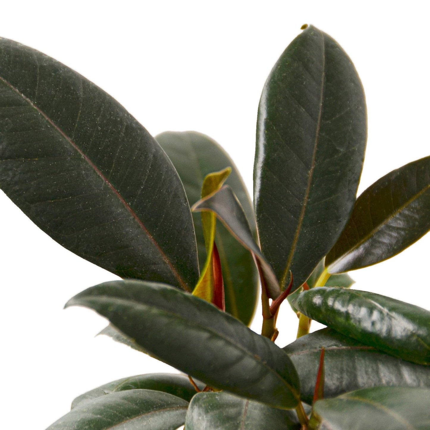 7 Pack Ficus Elastica 'Burgundy' in 4in Pot - Live Plants Tropical Houseplants | Variegated | USA Growers | The Snobby Leaf