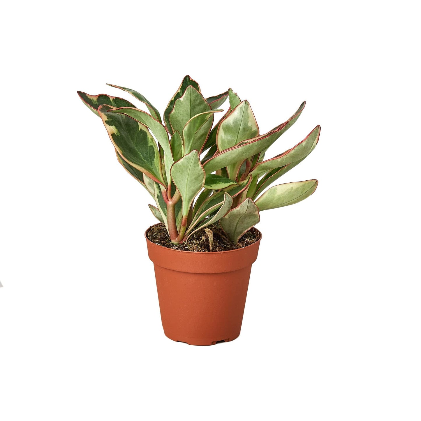 Peperomia 'Ginny' | Live Plant for Indoor & Outdoor | for Living Room, Office, Bathroom | (6" Pot)