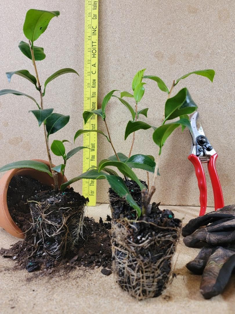 Live Plant - White by The Gate Camellia Japonica - Starter Plant