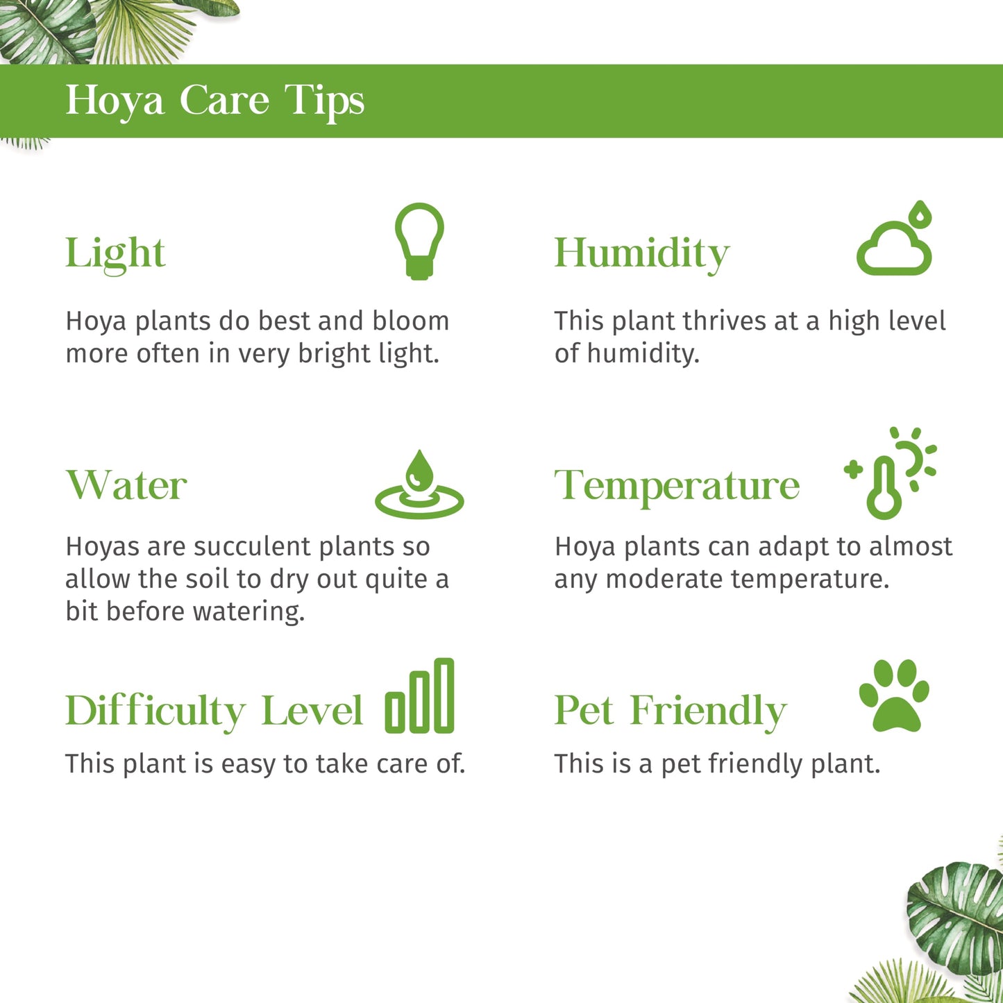 Hoya Rope Live Plant for Indoor | Different Houseplants in 4'' & 6'' Pot | Real House Plant for Living Room, Office, Desk & Bathroom | Hindu Porcelain Flower | Honey Krinkle Curl