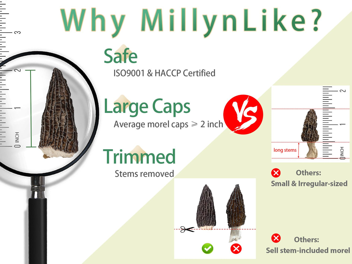 MillynLike Dried Morel Mushrooms Trimmed Stems & Large Caps (2+ Inches) | 2oz Gourmet Morchella Conica, Premium AAA Grade100% Natural without additives for cooking
