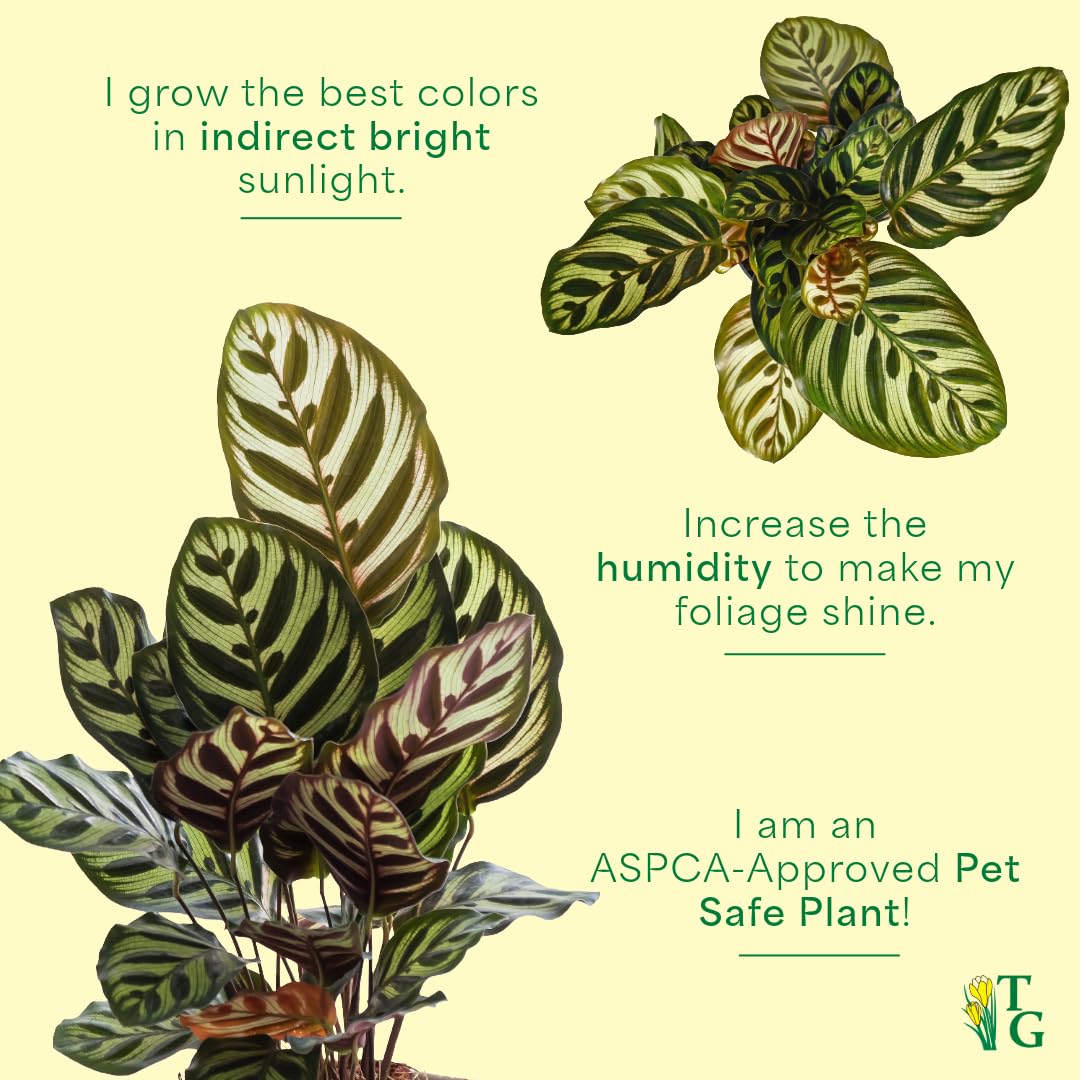 Thorsen's Greenhouse Peacock Calathea, Live Indoor Plant, Safe for Pets, Colorful Foliage, Rare Variety, Peacock Plant, 4" Diameter (Sage)