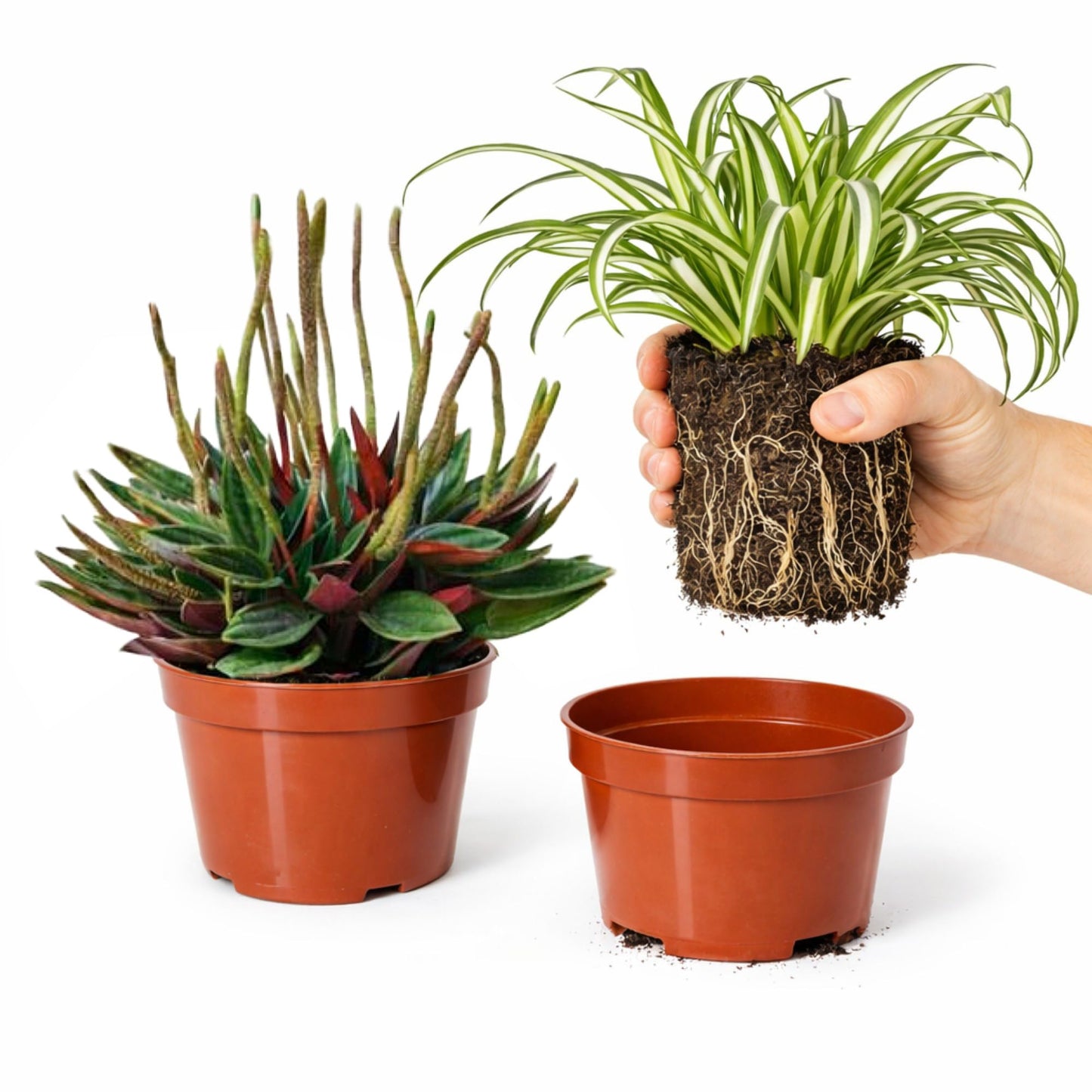 Easy to Grow Houseplants Mix Pack of 4 Full Size Potted Plants - Established & Rooted in 4" Quart Pots, Growers Assorted Mix of Air-Purifying Large Plants (Not Starter Plugs)