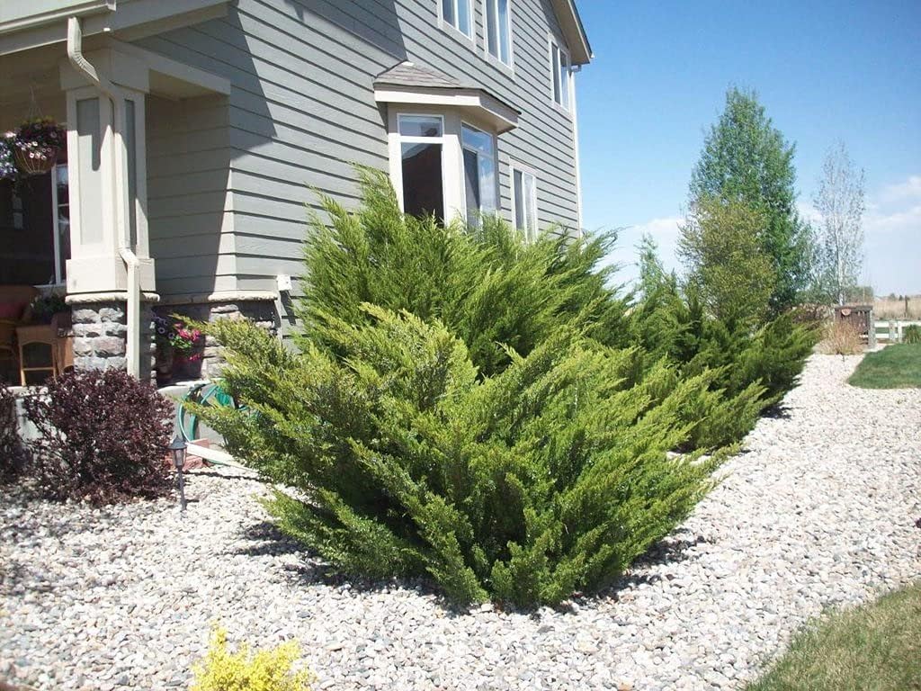 Sea Green Juniper - 1 Live 4 Inch Pot - Juniperus Chinensis - Drought Tolerant Cold Hardy Evergreen Border Screening Plant