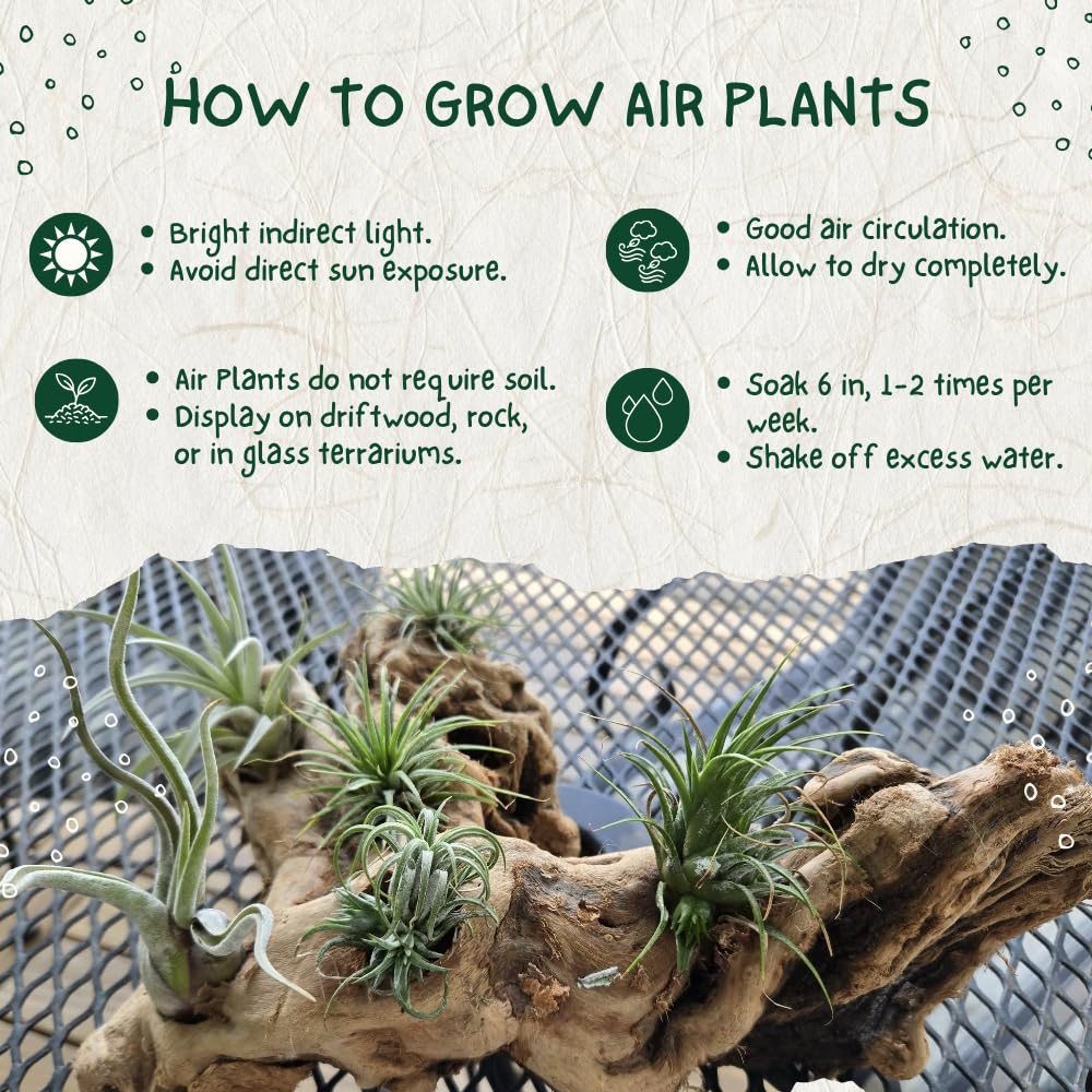 20 Tillandsia Air Plants, Live Succulents Indoor Plants, Assorted Airplants Variety for Decoration, Terrariums, and Office