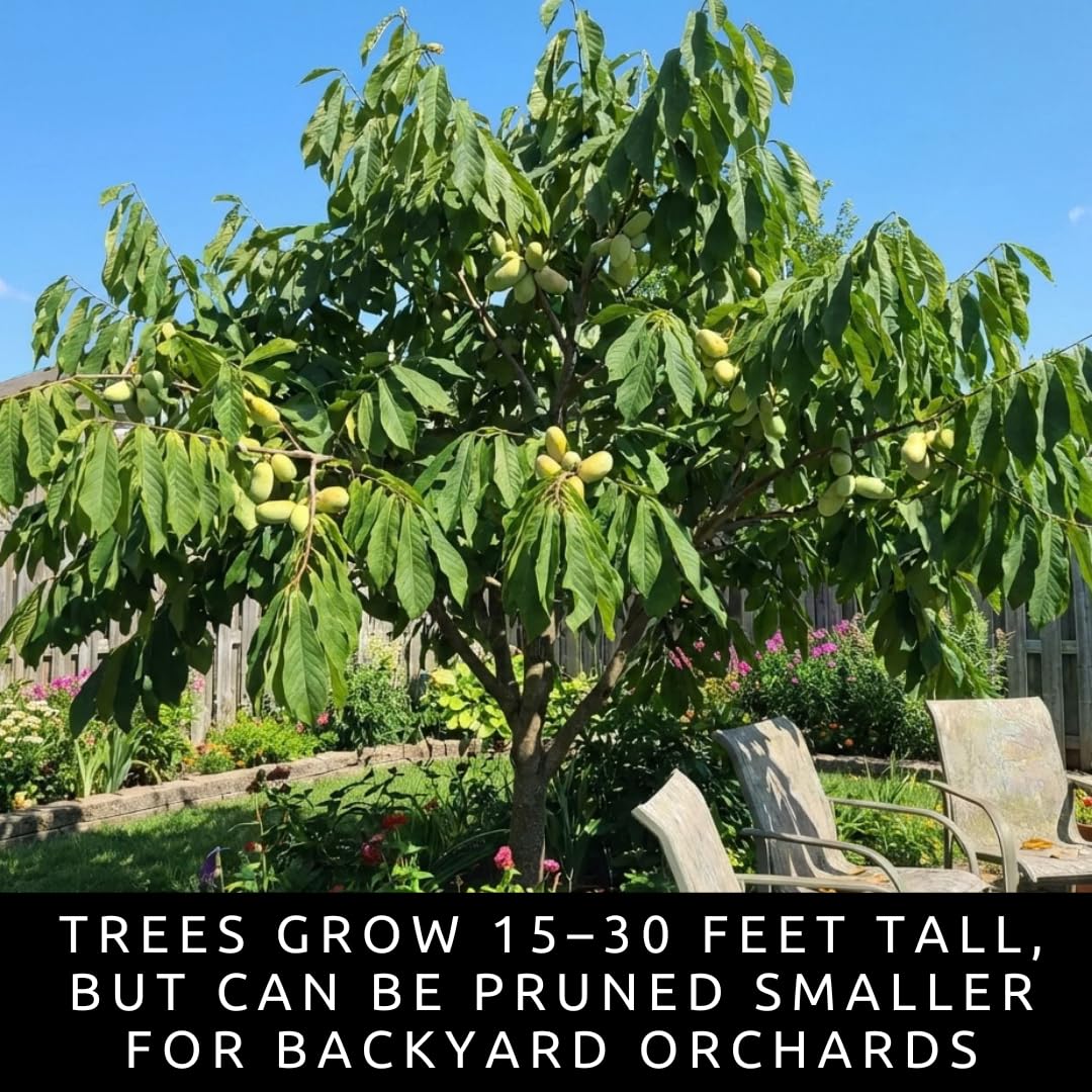 Pawpaw Seeds for Planting – Grow Your Own Pawpaw Tree – Non-GMO Asimina Triloba Seeds for Home Garden, Backyard Orchard, and Outdoor Planting - Paw Paw, North American Banana (15 Seeds)