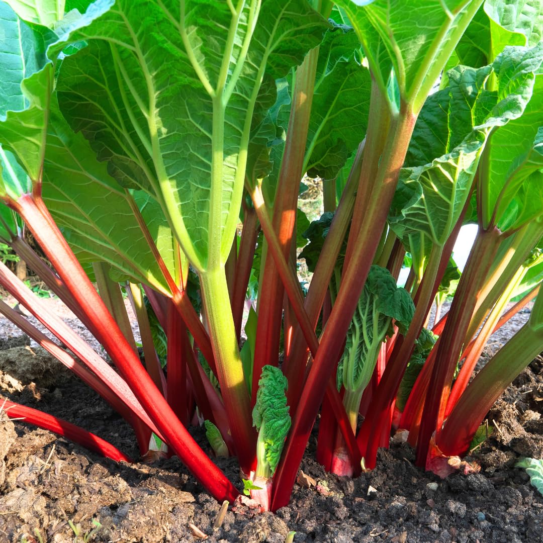 5 Rhubarb Roots for Planting, Crown Rhubarb Rhizomes Perennial Vegetable Plants, Cold Hardy Garden for Outdoor Growing