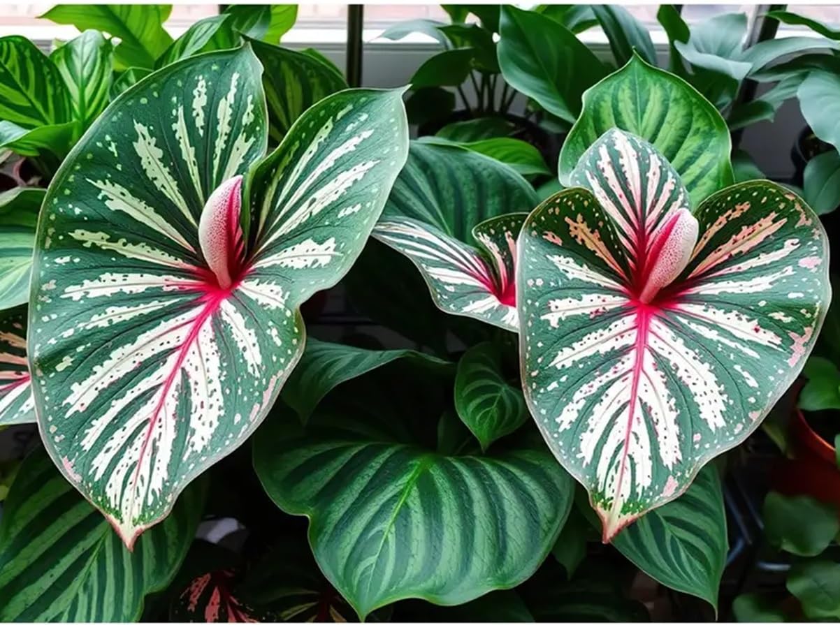 Constellation Caladium Bulbs for Planting - Perennial Hosta, Elephant Ears, Fancy (6 Bulbs)